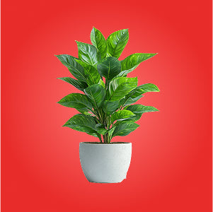Fashion Bug Online Store